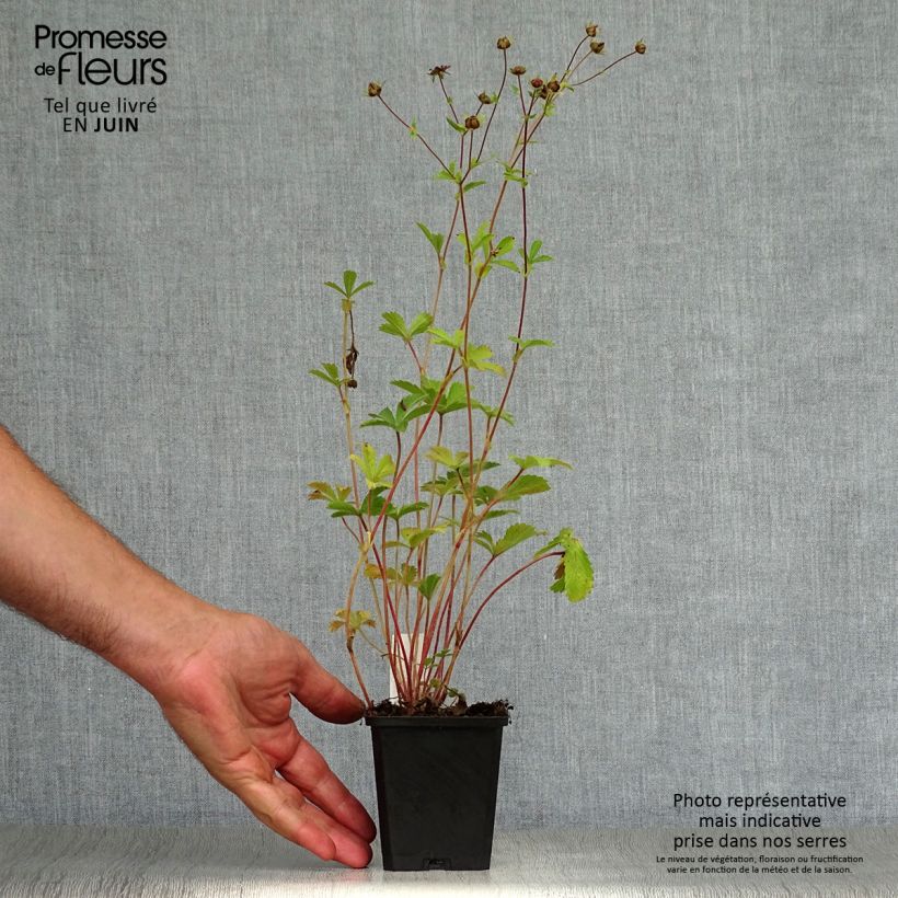 Potentilla nepalensis Miss Willmott - Cinquefoil 8/9 cm pot sample as delivered in summer