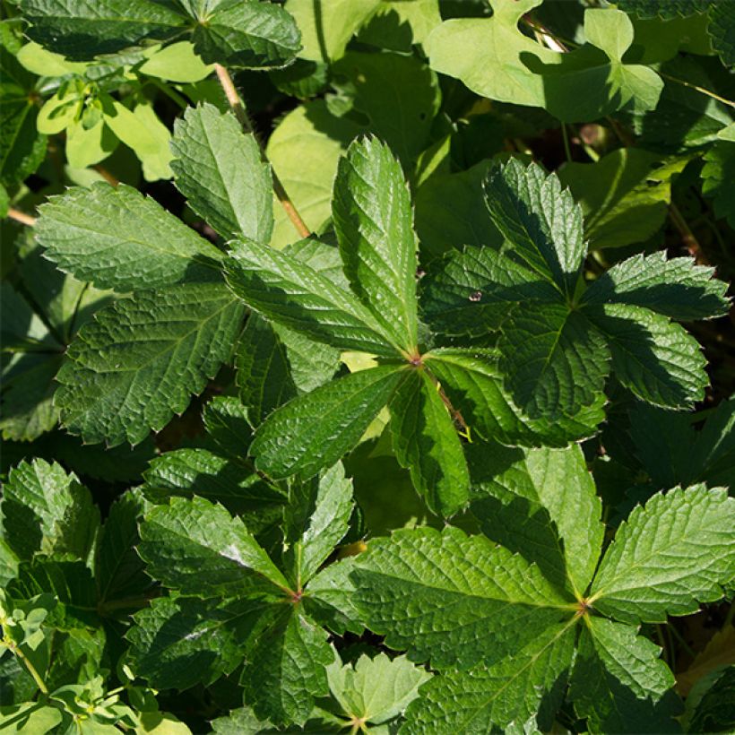 Potentilla nepalensis Miss Willmott - Cinquefoil (Foliage)