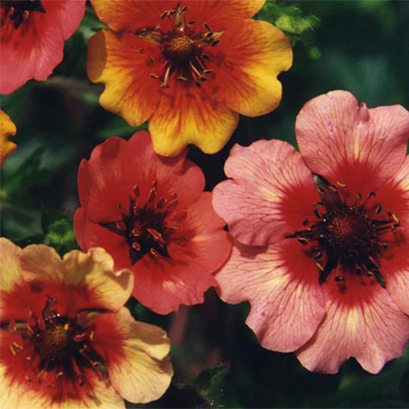 Potentilla nepalensis Miss Willmott - Cinquefoil (Flowering)