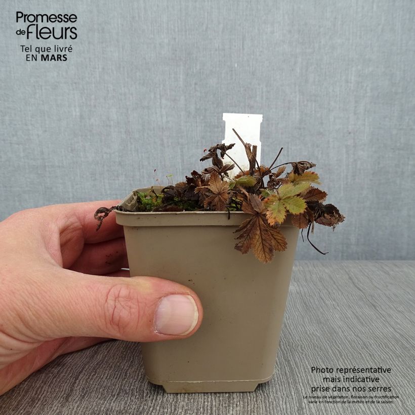 Potentilla recta Warrenii - Cinquefoil 8/9 cm pot sample as delivered in winter