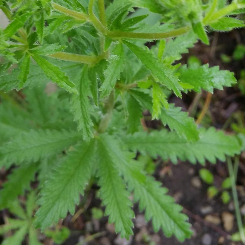 Potentilla recta Warrenii - Cinquefoil (Foliage)