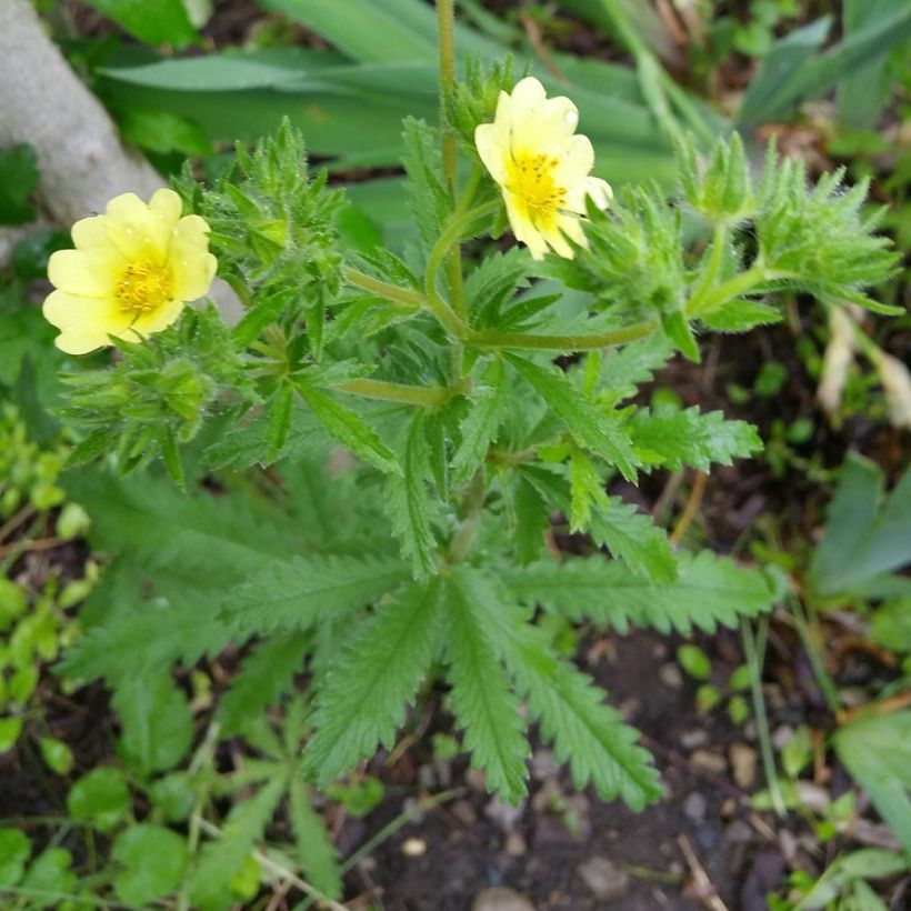 Potentilla recta Warrenii - Cinquefoil (Plant habit)