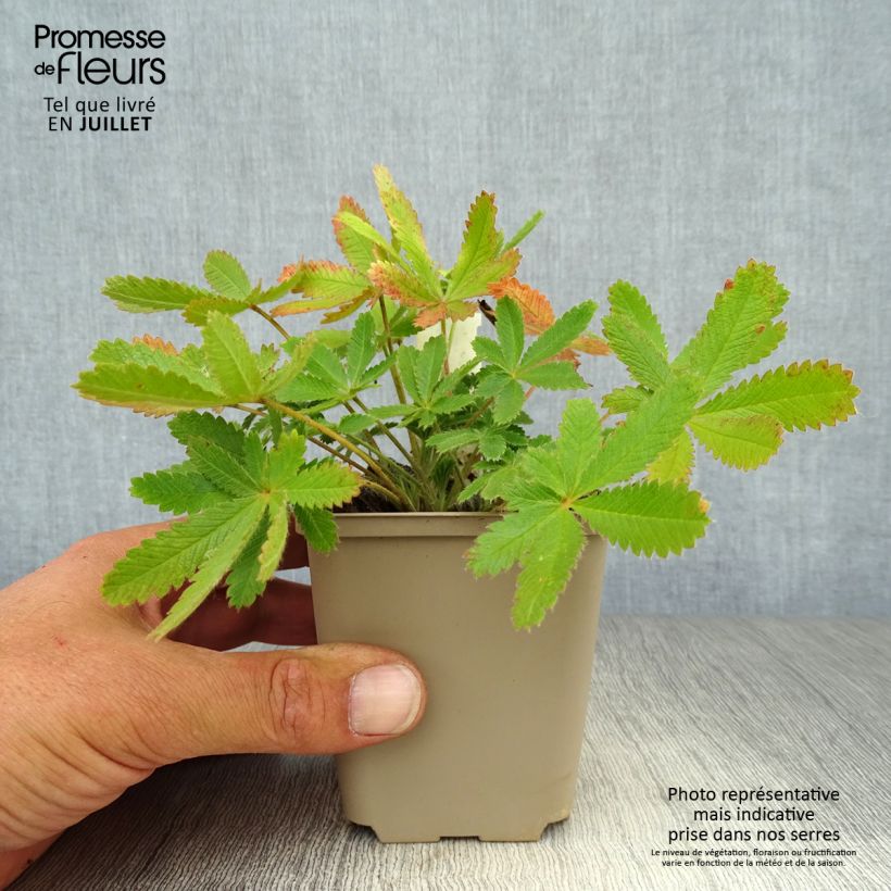 Potentilla recta var. sulphurea - Cinquefoil 8/9 cm pot sample as delivered in summer