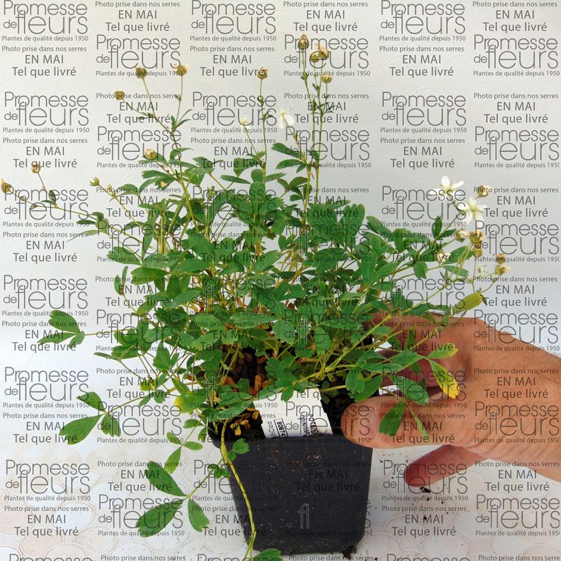 Example of Potentilla tridentata Minima - Cinquefoil specimen as delivered