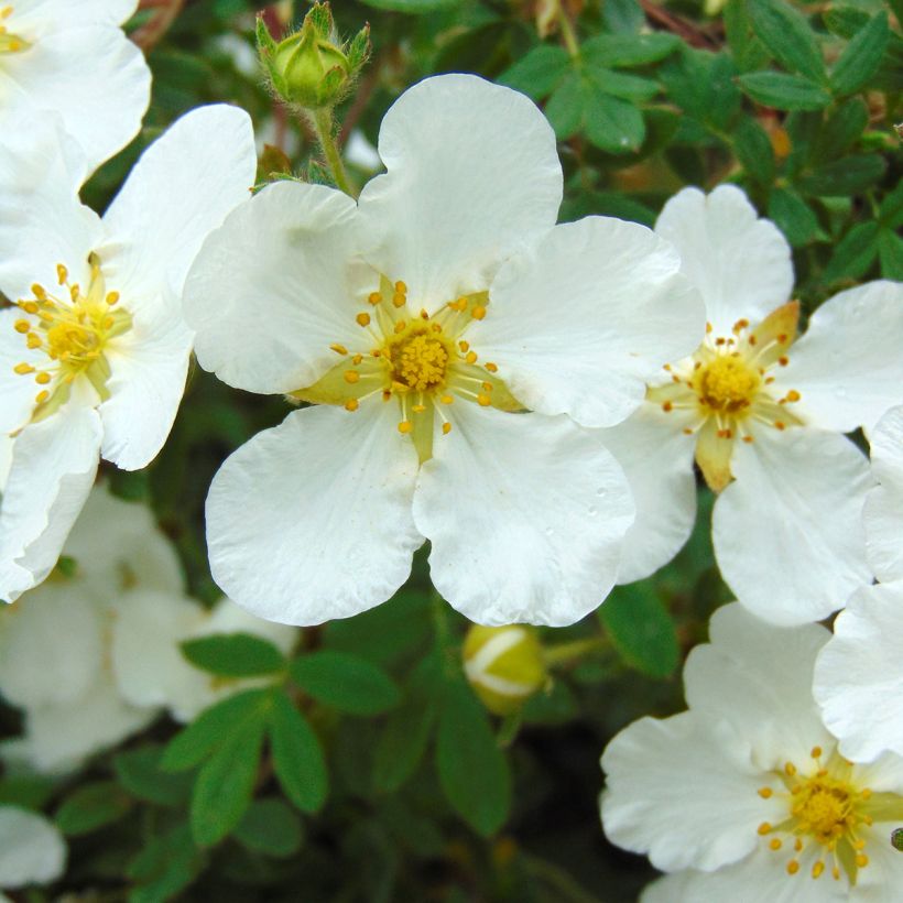 Potentilla fruticosa Abbotswood - Shrubby Cinquefoil (Flowering)