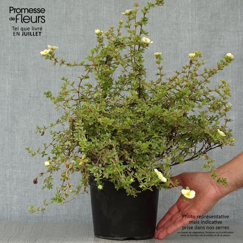 Potentilla fruticosa Primrose Beauty - Shrubby Cinquefoil 2L/3L pot sample as delivered in summer