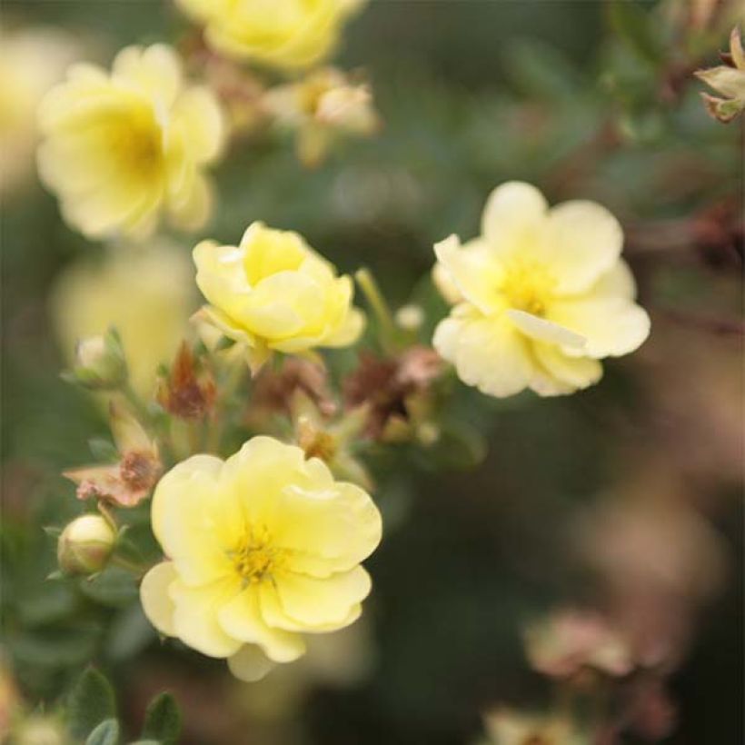 Potentilla fruticosa Lemon Meringue - Shrubby Cinquefoil (Flowering)