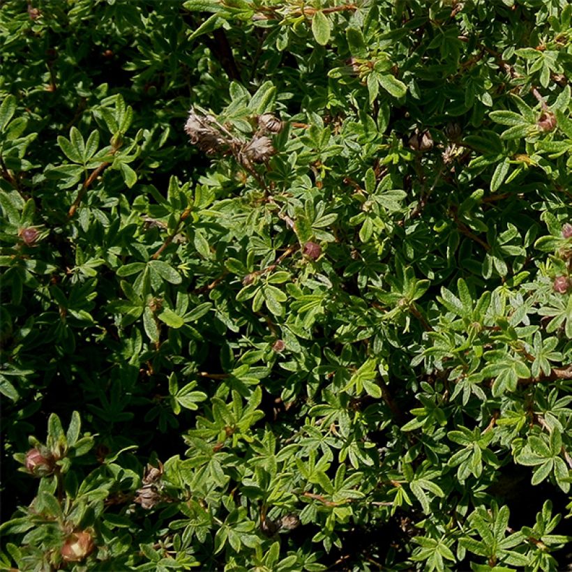 Potentilla fruticosa Hopleys Orange - Shrubby Cinquefoil (Foliage)