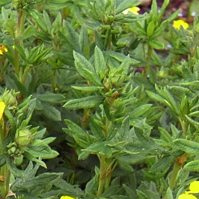 Potentilla fruticosa Kobold - Shrubby Cinquefoil (Foliage)