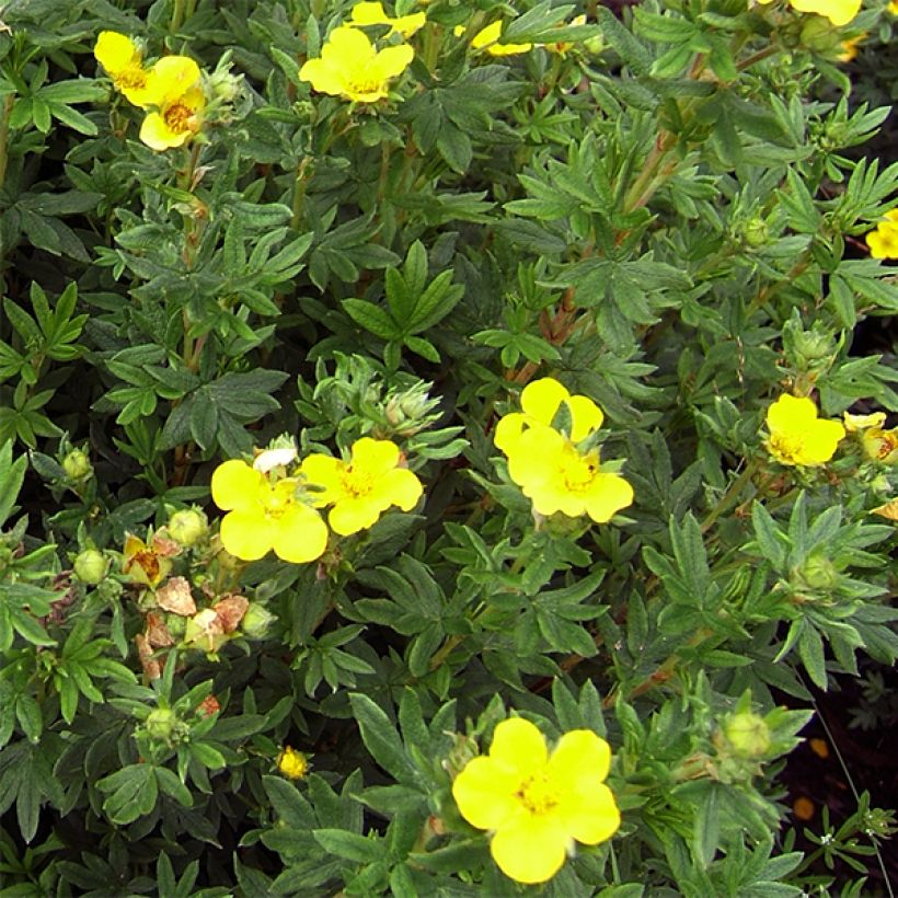 Potentilla fruticosa Kobold - Shrubby Cinquefoil (Flowering)