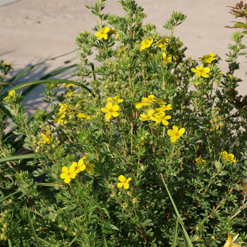 Potentilla fruticosa Kobold - Shrubby Cinquefoil (Plant habit)