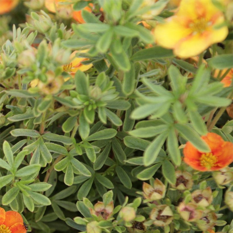 Potentilla fruticosa Mango Tango - Shrubby Cinquefoil (Foliage)