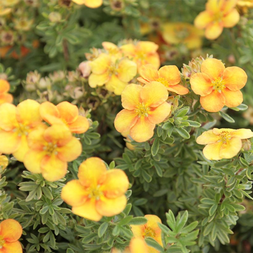 Potentilla fruticosa Mango Tango - Shrubby Cinquefoil (Flowering)