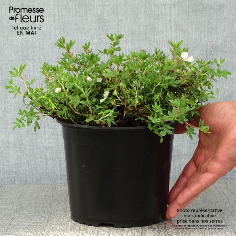 Potentilla fruticosa Bella Bianca - Shrubby Cinquefoil sample as delivered in spring