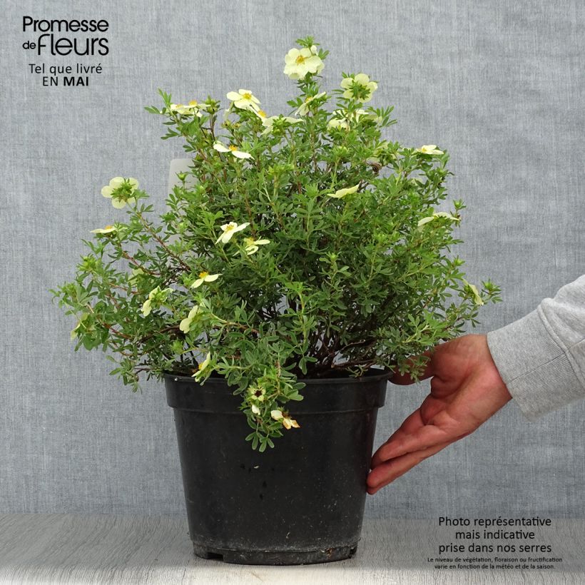 Potentilla fruticosa Creamissima - Shrubby Cinquefoil sample as delivered in spring