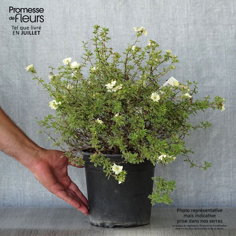 Potentilla fruticosa Double Punch Cream - Shrubby Cinquefoil 3L/4L pot sample as delivered in summer