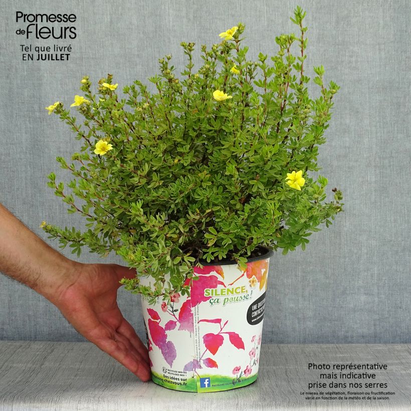 Potentilla fruticosa Double Punch Gold - Shrubby Cinquefoil 3L/4L pot sample as delivered in summer