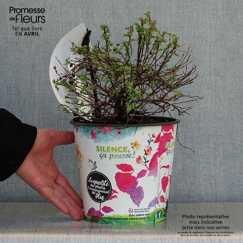 Potentilla fruticosa Double Punch Gold - Shrubby Cinquefoil sample as delivered in spring