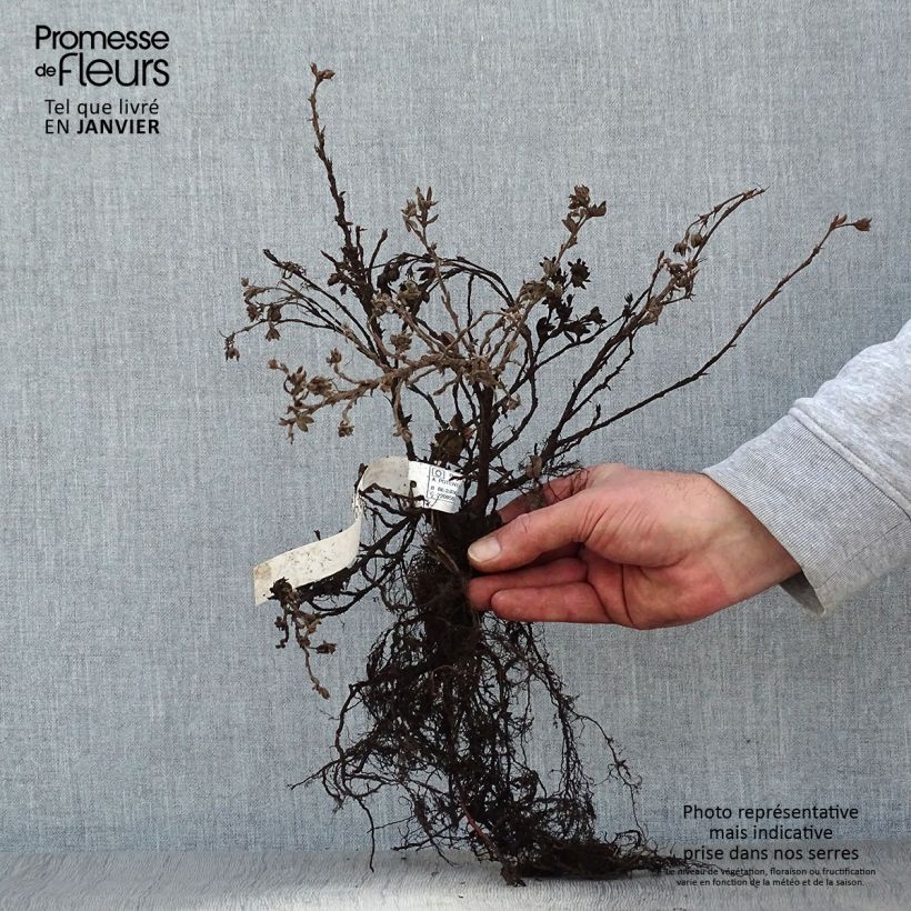 Potentilla fruticosa Elizabeth (= Sutters gold) Bare root sample as delivered in winter