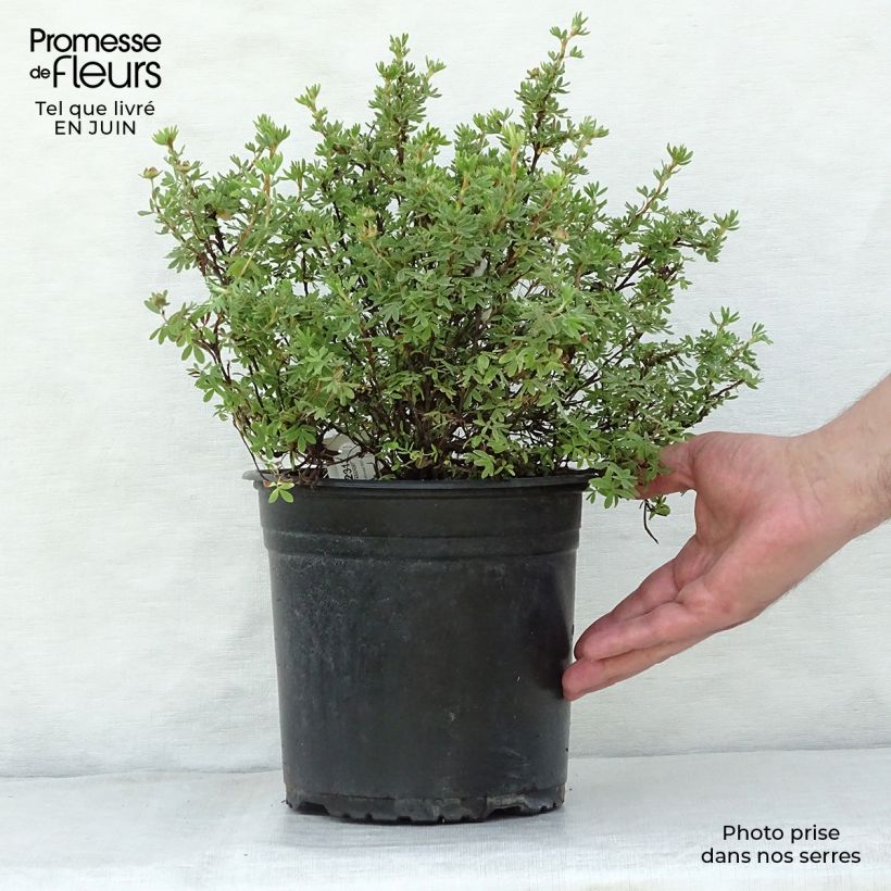 Potentilla fruticosa Redissima - Shrubby Cinquefoil 4L/5L pot sample as delivered in summer