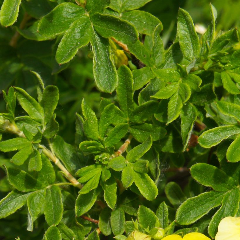 Potentilla fruticosa Sommerflor - Shrubby Cinquefoil (Foliage)