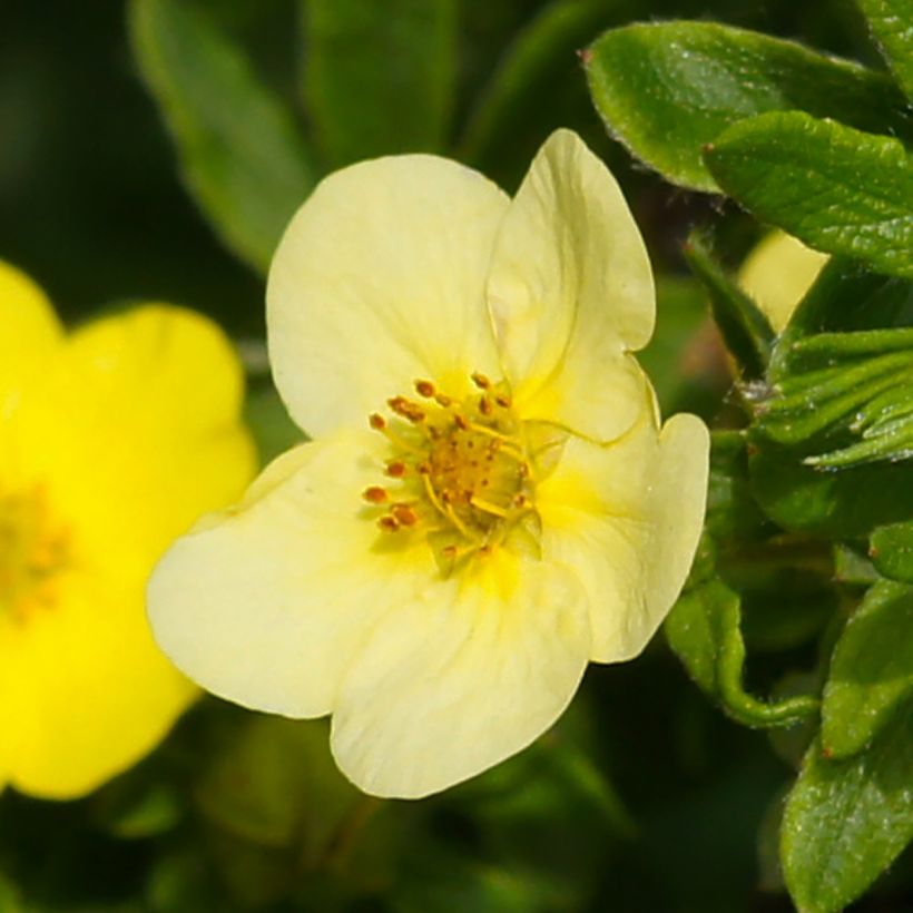 Potentilla fruticosa Sommerflor - Shrubby Cinquefoil (Flowering)