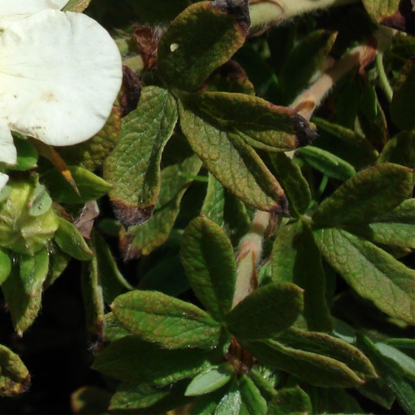 Potentilla fruticosa Tilford Cream - Shrubby Cinquefoil (Foliage)