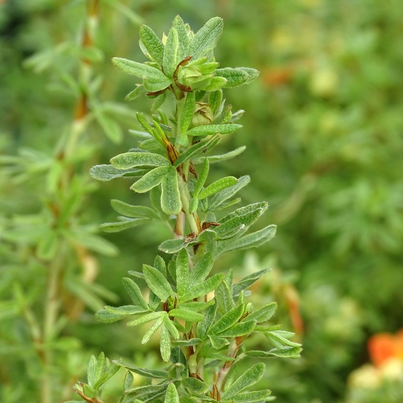 Potentilla fruticosa Orangissima - Shrubby Cinquefoil (Foliage)