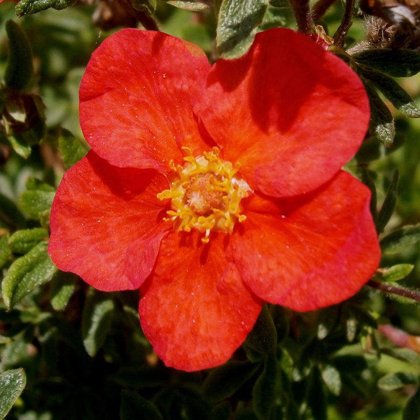Potentilla fruticosa Red Lady - Shrubby Cinquefoil (Flowering)