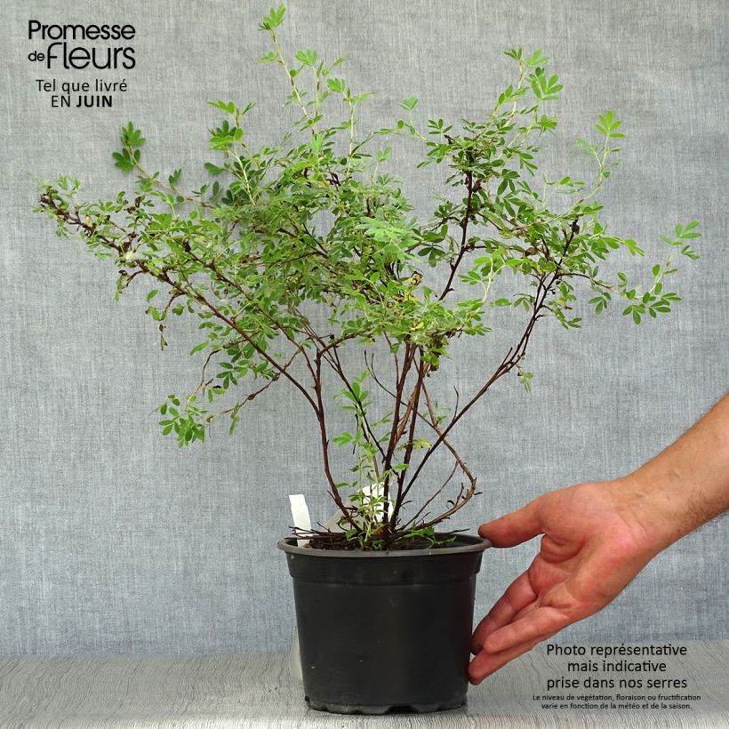 Potentilla fruticosa Abbotswood - Shrubby Cinquefoil 2L/3L pot sample as delivered in summer