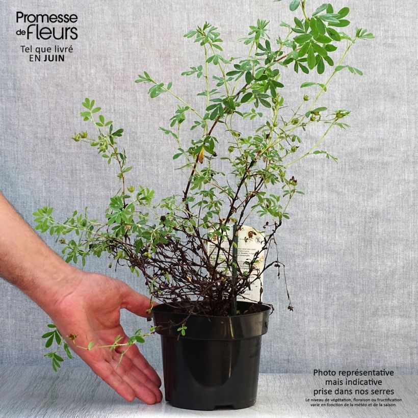 Potentilla fruticosa Abbotswood - Shrubby Cinquefoil 1L/1.5L pot sample as delivered in summer