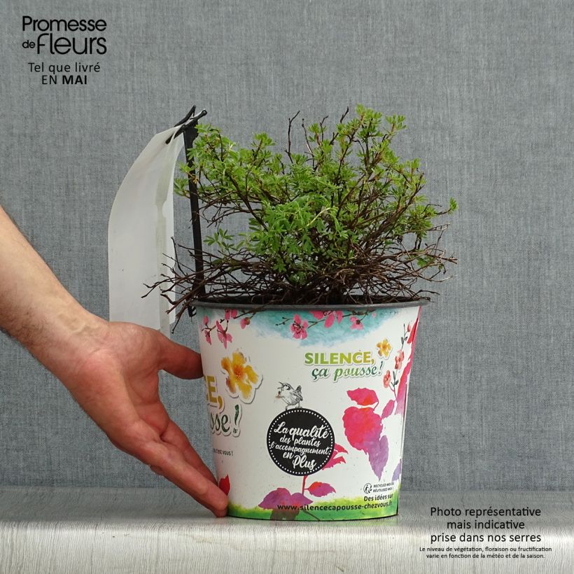 Potentilla fruticosa Orangissima - Shrubby Cinquefoil sample as delivered in spring