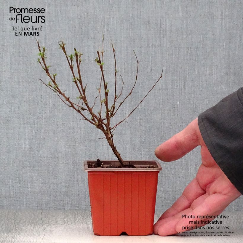Potentilla fruticosa Pink Paradise - Shrubby Cinquefoil sample as delivered in spring