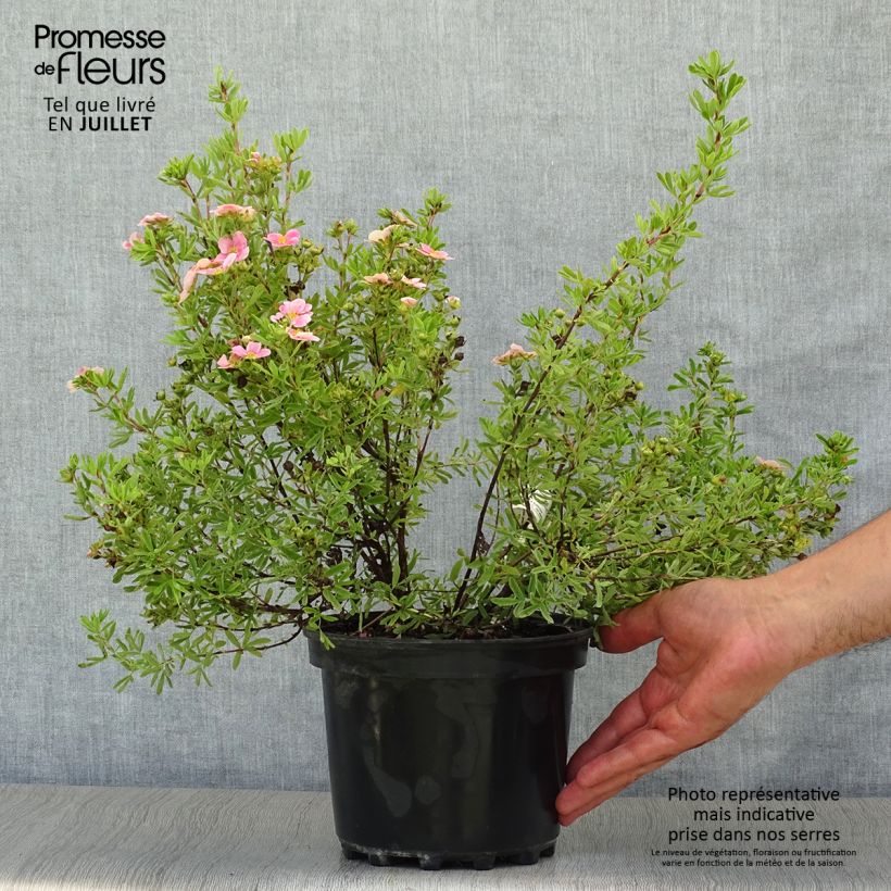 Potentilla fruticosa Pink Paradise - Shrubby Cinquefoil 2L/3L pot sample as delivered in summer