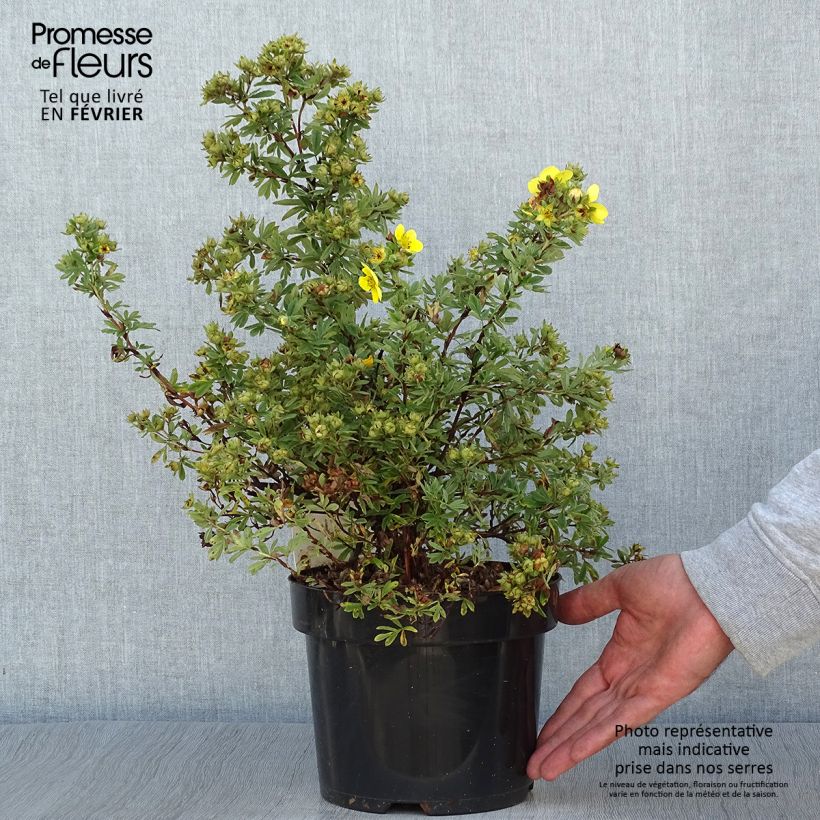 Potentilla fruticosa Sommerflor - Shrubby Cinquefoil 2L/3L pot sample as delivered in autumn