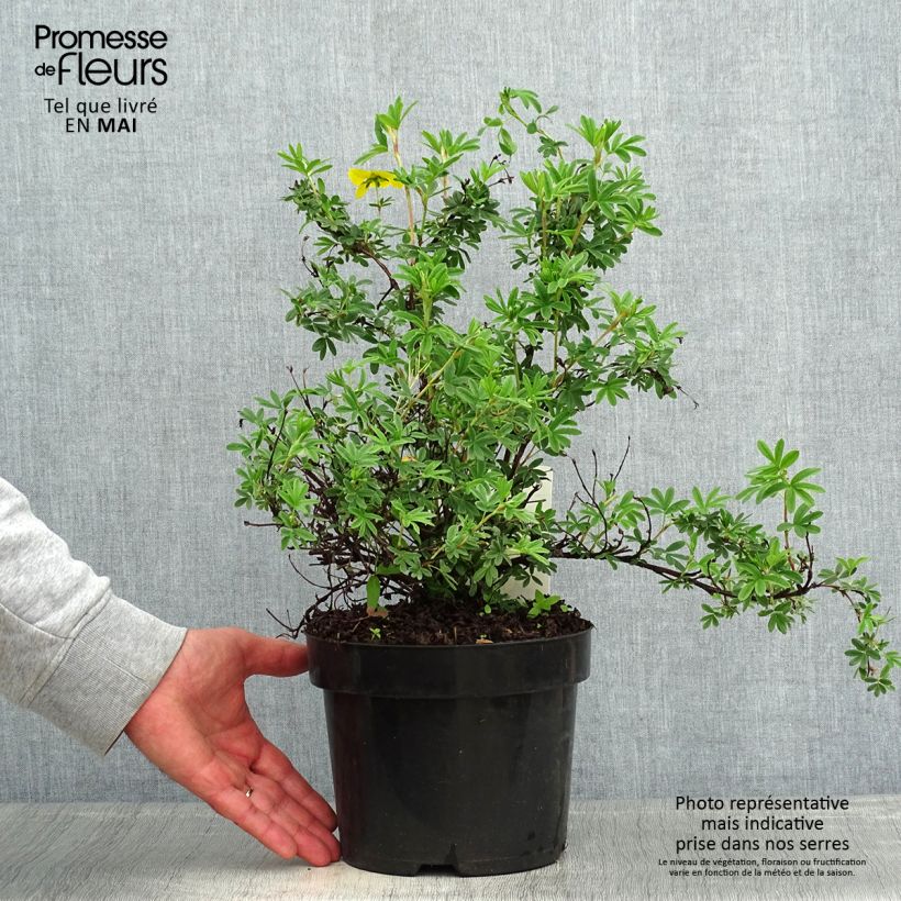 Potentilla fruticosa Sommerflor - Shrubby Cinquefoil sample as delivered in spring