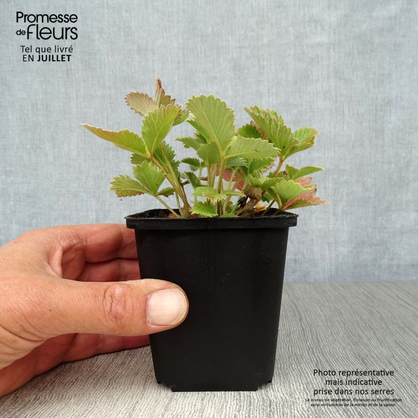 Potentilla atrosanguinea 8/9 cm pot sample as delivered in summer