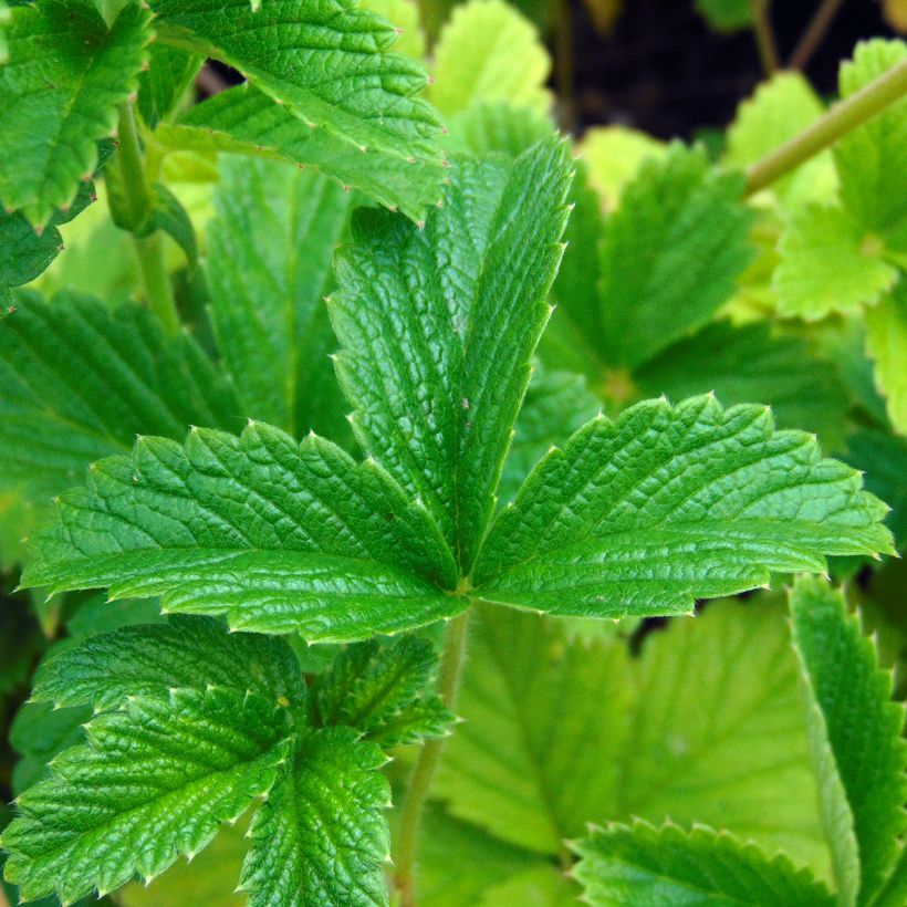 Potentilla Gibsons Scarlet - Cinquefoil (Foliage)