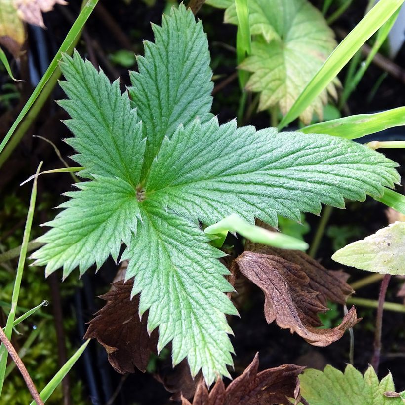 Potentilla William Rollison - Cinquefoil (Foliage)