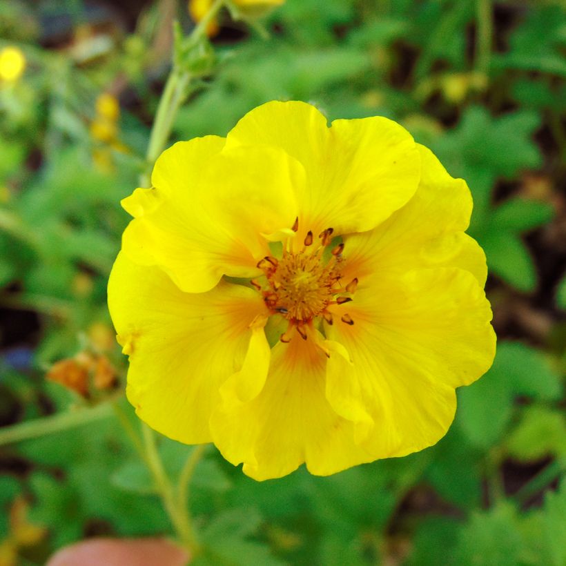 Potentilla Yellow Queen - Cinquefoil (Flowering)