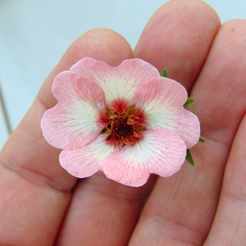 Potentilla hopwoodiana - Cinquefoil (Flowering)