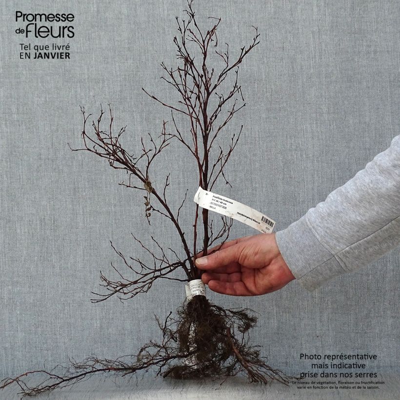 Potentilla fruticosa - Shrubby Cinquefoil Bare root sample as delivered in winter