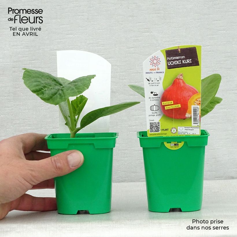 Squash Uchiki-Kuri plants - Cucurbita maxima 10cm/11cm pot sample as delivered in spring