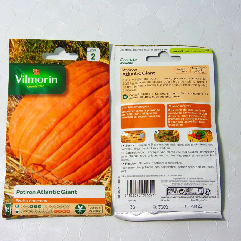 Example of Pumpkin Atlantic Giant - Vilmorin Seeds per pack of 18 seeds (3g) specimen as delivered