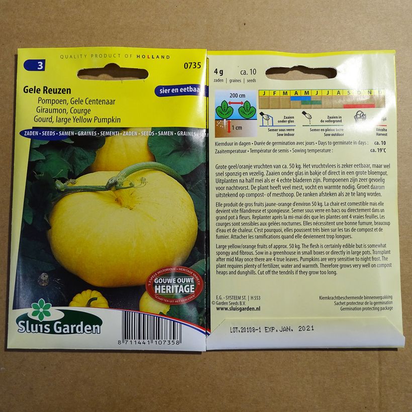 Example of Pumpkin Gele Reuzen - Cucurbita maxima per pack of 10 seeds (4g) specimen as delivered