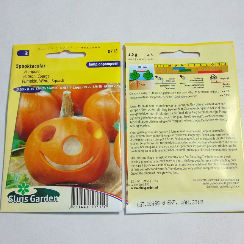Example of Pumpkin Spooktacular seeds - Cucurbita pepo per pack of 8 seeds (2g) specimen as delivered