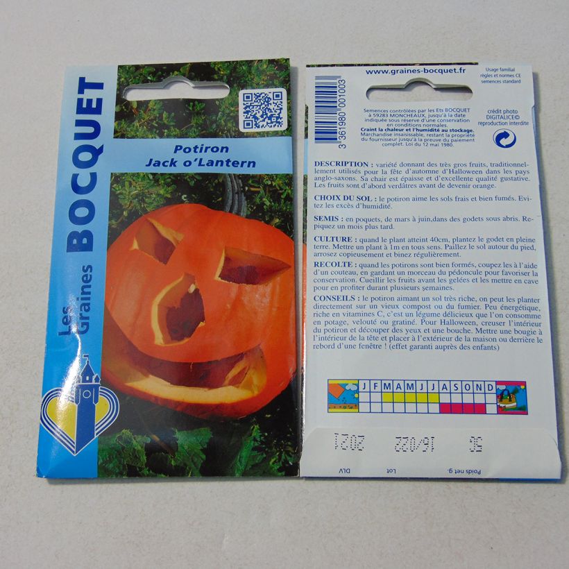 Example of Halloween Pumpkin Jack O'Lantern - Cucurbita pepo specimen as delivered