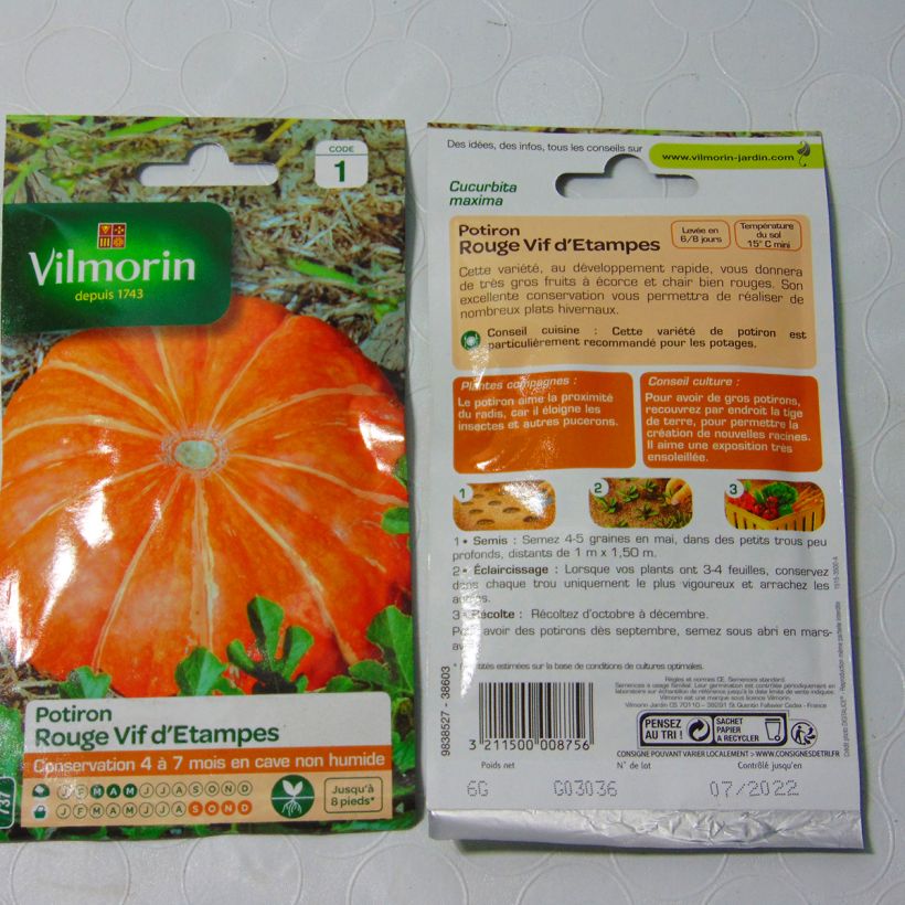 Example of Pumpkin Rouge Vif dEtampes - Vilmorin Seeds per pack of 36 seeds (6g) specimen as delivered