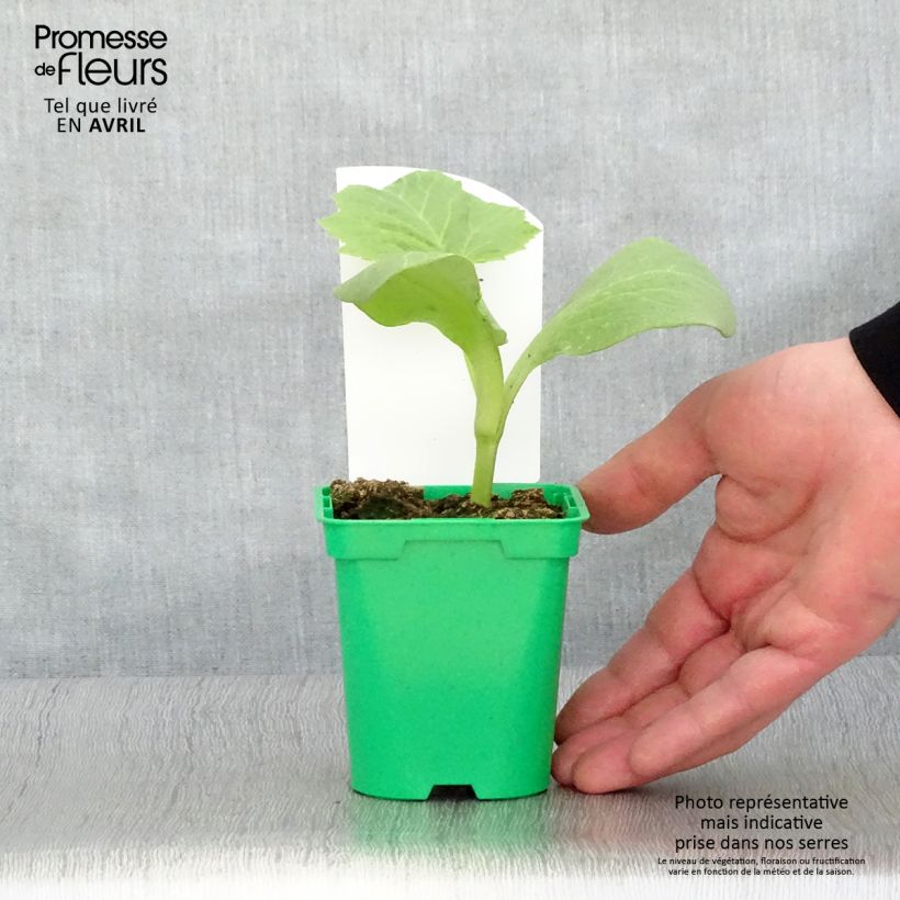 Pumpkin Rouge Vif d'Etampes plants - Cucurbita maxima 10cm/11cm pot sample as delivered in spring