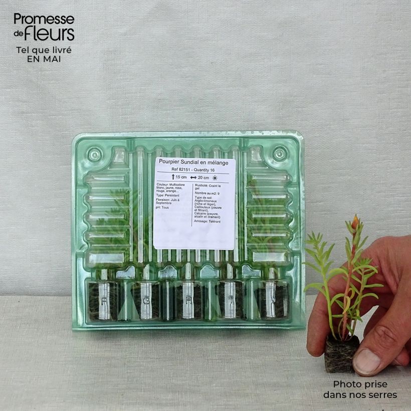 Portulaca grandiflora Sundial Mix Plug plants 3.8 x 3.2cm - Tray of 16 sample as delivered in spring